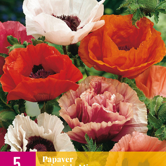 X 5 PAPAVER ORIENTALE MIX TOP
