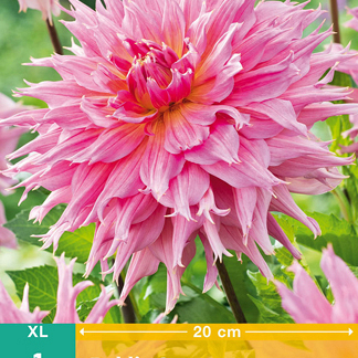 X 1 DAHLIA OMEGA I