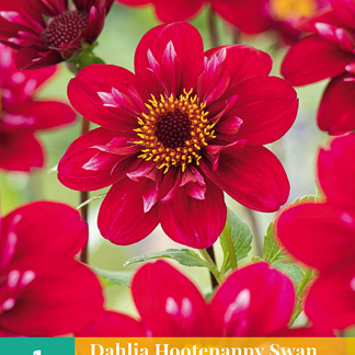 X 1 DAHLIA HOOTENANNY-SWAN ISLAND I