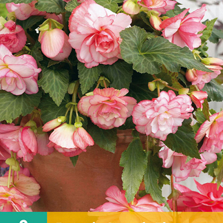 X 2 BEGONIA CASCADE FLORENCE 5/6