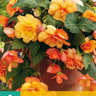 X 2 BEGONIA CASCADE SUNRAY 5/6