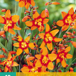 X 10 CROCOSMIA EMILY MCKENZIE  6/+