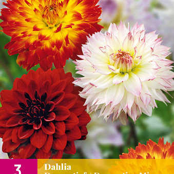 X 3 DAHLIA DECORATIEF MIX I