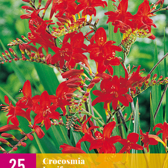 X 25 CROCOSMIA LUCIFER 8/10