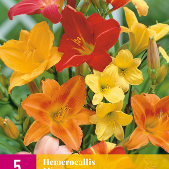 X 5 HEMEROCALLIS MIX I