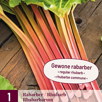 X 1 RHEUM / RABARBER RHABARBARUM I