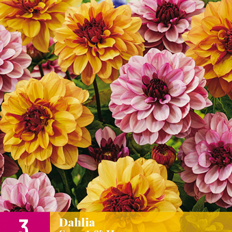 X 3 DAHLIA SWEET & HONEY I