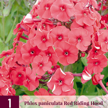 X 1 PHLOX PANICULATA RED RIDING HOOD I