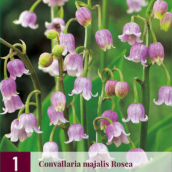 X 1 CONVALLARIA MAJALIS ROSEA I