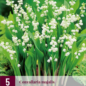 X 5 CONVALLARIA MAJALIS  plg.