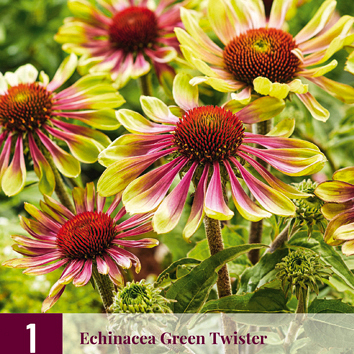 X 1 ECHINACEA GREEN TWISTER I
