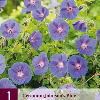 X 1 GERANIUM JOHNSONS BLUE I