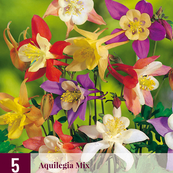 X 5 AQUILEGIA MIX I