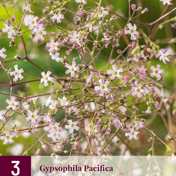X 3 GYPSOPHILA PACIFICA I