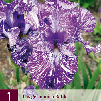 X 1 IRIS GERMANICA BATIK I