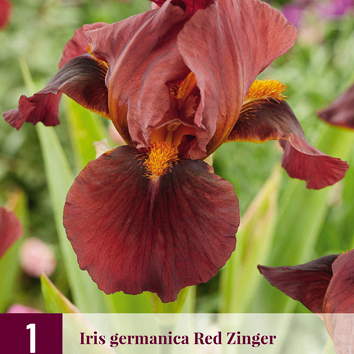 X 1 IRIS GERMANICA RED ZINGER I