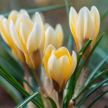 X 100 CROCUS SPECIE ROMANCE 5/+