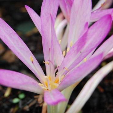 X   10 COLCHICUM CILICICUM 20/+