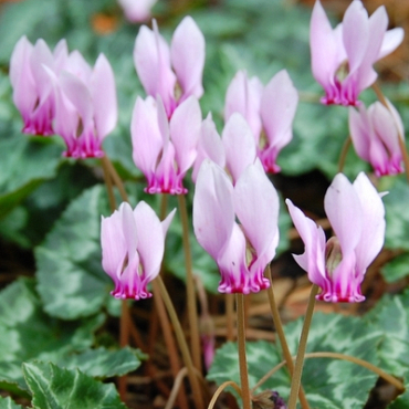 X   25 CYCLAMEN HEDERIFOLIUM (NEAP.) 13/15