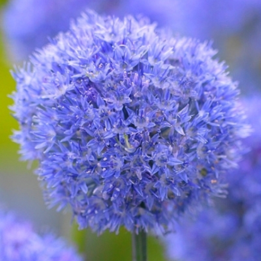 X 100 ALLIUM CAERULEUM (AZUREUM) 5/+