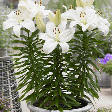 X 50 LILIUM GWEN 14/16