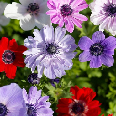 X 100 ANEMONE CORONARIA ST. BRIGID GEMENGD 5/6