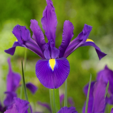 X 100 IRIS HOLLANDICA PURPLE SENSATION 7/8