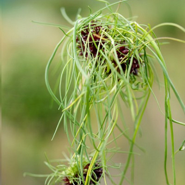 X 100 ALLIUM VINEALE HAIR 5/+