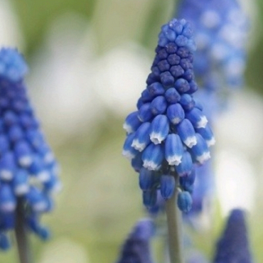 X 100 MUSCARI BOTRYOIDES SUPERSTAR 6/+