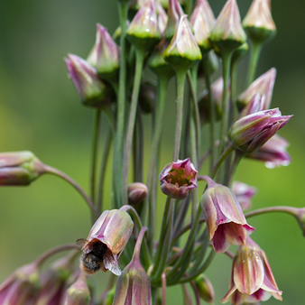 X 100 ALLIUM SICULUM 10/12