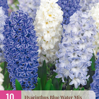 X 10 HYACINTHUS BLUE WATER MIX 14/15