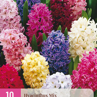 X 10 HYACINTHUS MIX 14/15