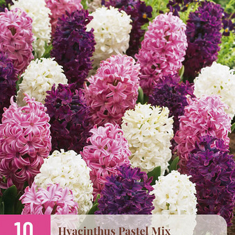 X 10 HYACINTHUS PASTEL MIX 14/15