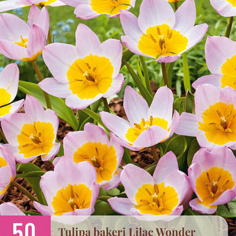 X 50 TULIPA BAKERI LILAC WONDER 5/6