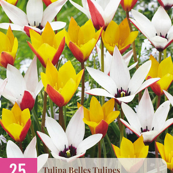 X 25 TULIPA BELLES TULIPES 5/6