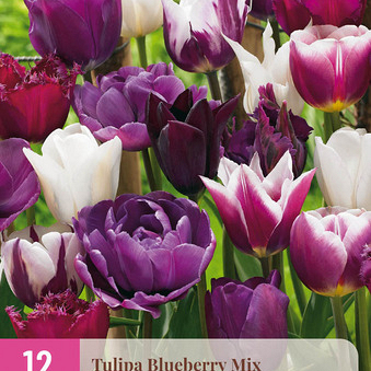 X 12 TULIPA BLUEBERRY MIX 11/12
