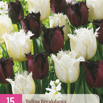 X 15 TULIPA BREAKDANCE 11/12