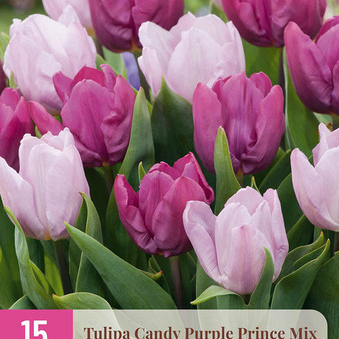 X 15 TULIPA CANDY PURPLE PRINCE MIX 11/12