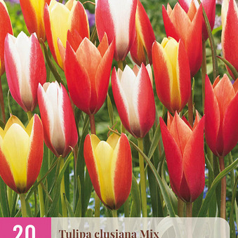 X 20 TULIPA CLUSIANA MIX 6/+