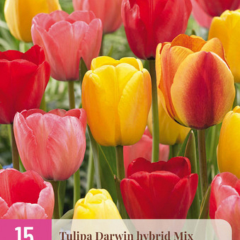 X 15 TULIPA DARWIN HYBRIDE MIX 11/12