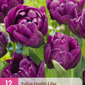 X 12 TULIPA DOUBLE LILAC 11/12
