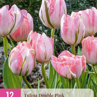 X 12 TULIPA DOUBLE PINK 11/12