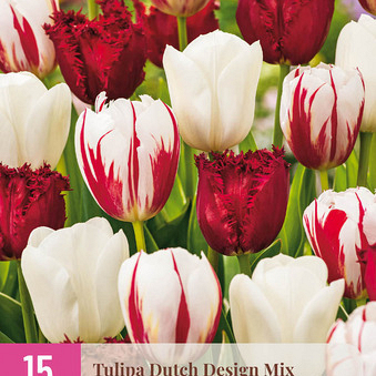 X 15 TULIPA DUTCH DESIGN MIX 11/12