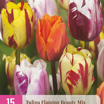 X 15 TULIPA FLAMING BEAUTY MIX 11/12