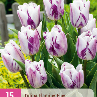X 15 TULIPA FLAMING FLAG 11/12