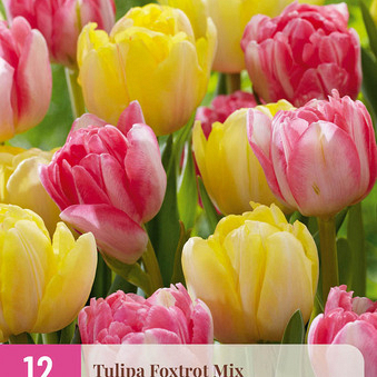 X 12 TULIPA FOXTROT MIX 11/12