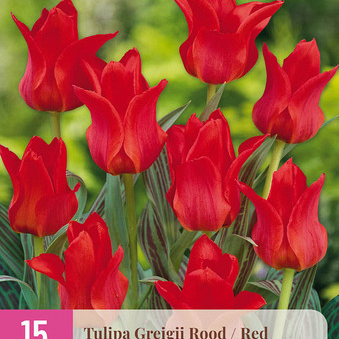 X 15 TULIPA GREIGII ROOD 11/12
