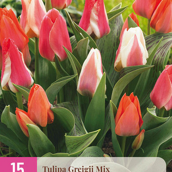 X 15 TULIPA GREIGII MIX 11/12
