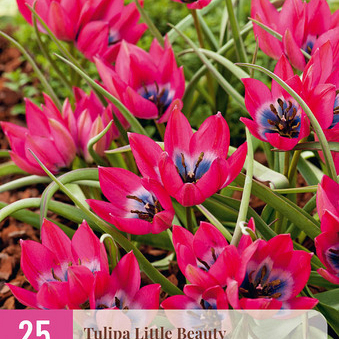 X 25 TULIPA LITTLE BEAUTY 6/+