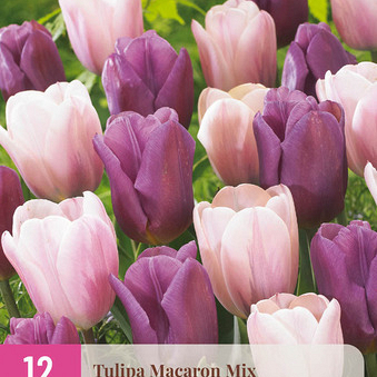 X 12 TULIPA MACARON MIX 11/12